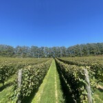 オチガビ - 【2023年09月】ワイン用の葡萄畑。