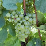 オチガビ - 【2023年09月】ワイン用の葡萄。