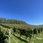 オチガビ - 【2023年09月】ワイン用の葡萄畑。
