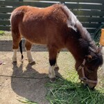 葉山マルシェ - 