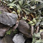 あつた蓬莱軒 - 