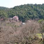 たなか商店 智千 - いつか満開の吉野にまた期待です！！