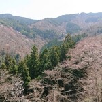 たなか商店 智千 - 満開には早すぎたのですが、智千さんの桜商品で満たされました…