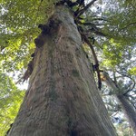 アトリエ茶房 風芽 - 屋久杉でかスギ♪