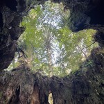 アトリエ茶房 風芽 - ハートマークのウィルソン株