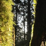 アトリエ茶房 風芽 - 苔を楽しんでいただけたら嬉しいです♪