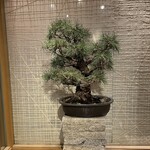 Edomae Sushi Hattori - 入り口の盆栽