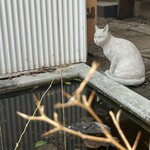 南町テラス - ねこ