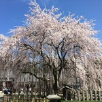 Kinomeya - 足羽神社のしだれ桜