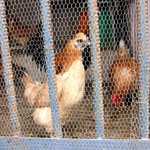 チャスカ - 飼われていた鶏