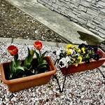 しほう田 - チューリップ♡