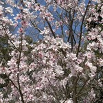 Toraya Karyou - 京都御所 桜