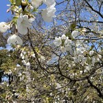 Toraya Karyou - 京都御所の桜