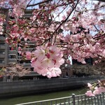 拉麺大公 - お店近く大岡川沿いの桜