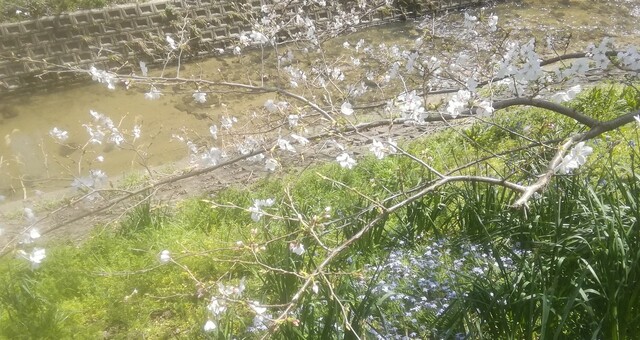 Wasaiya Lemon photo 3