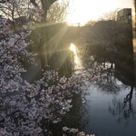 Shima O Kohi - 中書島の桜が咲き始めてます(2024年四月一日)