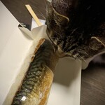 torosabaryourisemmontensaba- - 鯖寿司と鯖ネコ