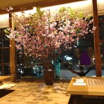 鶏焼き肉 囲 - お店の前の桜があるけど、開花前ということで店内に立派な桜を飾ってくれていました！お花見気分で最高です！