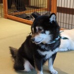 鎌倉乃豆柴カフェ - 