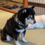 鎌倉乃豆柴カフェ - 