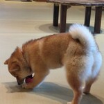 鎌倉乃豆柴カフェ - 