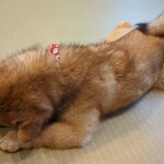 鎌倉乃豆柴カフェ - 