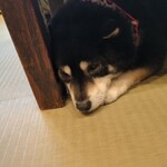 鎌倉乃豆柴カフェ - 