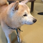 鎌倉乃豆柴カフェ - 