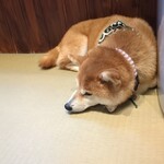 鎌倉乃豆柴カフェ - 