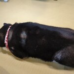 鎌倉乃豆柴カフェ - 