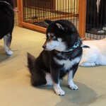 鎌倉乃豆柴カフェ - 