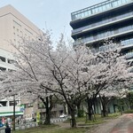 喫茶★レストラン マカロニキッチン - 近所の桜〜♪