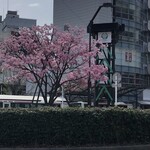 川勢 - 荻窪駅北口の桜