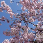 萩乃茶屋 - 2024年の桜