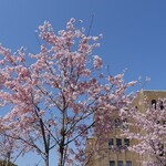 Hagino Chiyaya - 2024年の桜