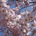 萩乃茶屋 - 2024年の桜