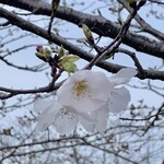 French Italian 桜moon - 