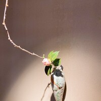 杦 - 