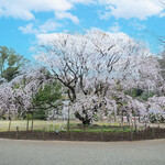 六義園 吹上茶屋 - 見頃を迎えた美しいしだれ桜