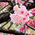 Seisei Hanten - ソメイヨシノじゃない桜が綺麗でした✨️