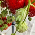 五桂池 ふるさと村 - 料理写真: