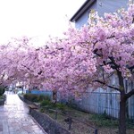 走井餅老舗 - 終盤の河津桜