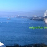 さか枝うどん - 