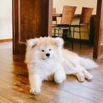 Natural cafe ROUTE99 - かわいい看板犬がいます(*´ω`*)
