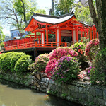 Le KURO - 根津神社の快晴で美しいつつじ