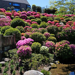 Le KURO - 根津神社の快晴で美しいつつじ