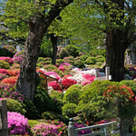 Le KURO - 根津神社の快晴で美しいつつじ