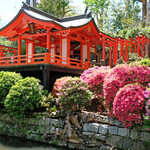 Le KURO - 根津神社の快晴で美しいつつじ