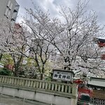 鰻の成瀬 - 御霊神社の桜（4/4）