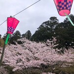 Hatta Sam Meibu Butsu Dango Kigyou Kumiai - 店内から見る桜